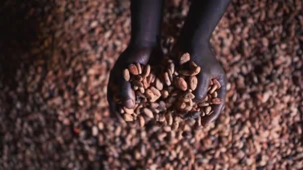 Fagioli Cacao Naturali Secchi Che Cadono Mani Africane Nere Fattoria — Video Stock