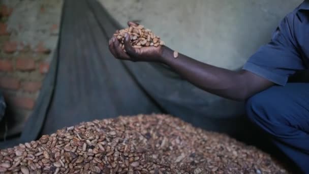Kering Biji Kakao Alami Jatuh Dari Tangan Afrika Hitam Pertanian — Stok Video