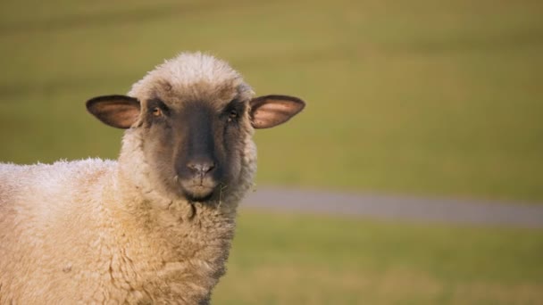 Ovelhas Está Mastigando Alguma Grama — Vídeo de Stock