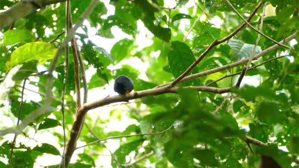 Pássaro Sentado Galho Árvore Canta Chirps Floresta — Vídeo de Stock