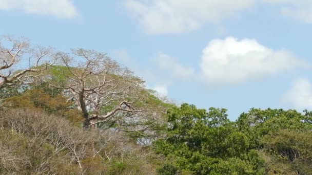 Tops Árboles Bosque Tropical Concepto Selva Salvaje Ángulo Bajo Deslizante — Vídeos de Stock
