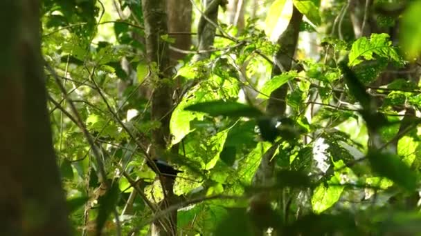 Pássaro Minúsculo Dentro Floresta Espessa Empoleirado Ramo Antes Voar Para — Vídeo de Stock