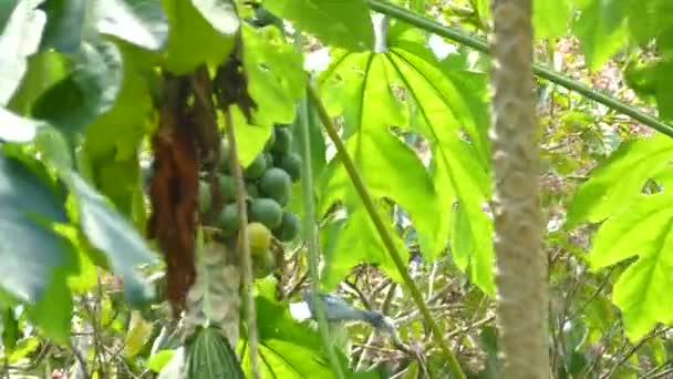 Pássaro Tropical Minúsculo Está Voando Galhos Selva Durante Vento Forte — Vídeo de Stock