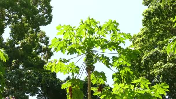 Pájaro Buscando Comida Árbol Papaya Moviéndose Viento Bosque Tropical Panamá — Vídeo de stock