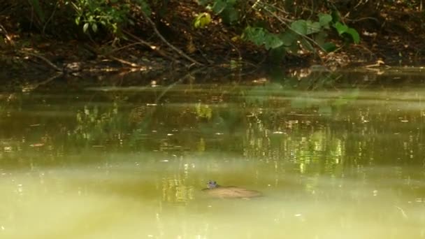 Черепаха Плаває Брудній Воді Всередині Густого Лісу Сонце Світить Воді — стокове відео