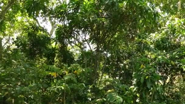 Bosque Verde Exuberante Natural Día Soleado Verano Control Deslizante Derecha — Vídeo de stock