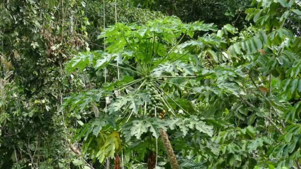 Vögel Fliegen Obstbaum Tropischen Wald Dschungel — Stockvideo