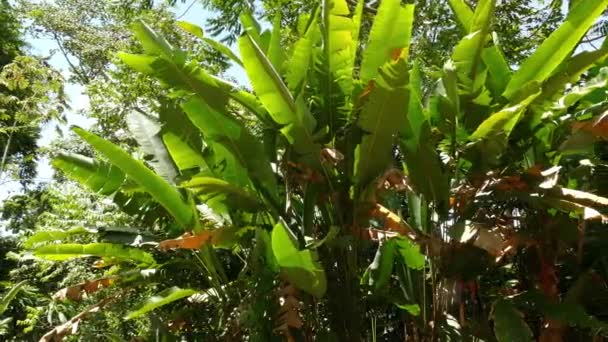 Canopy Árbol Plátano Exuberante Bosque Tropical Medio Derrape Deslizante — Vídeos de Stock