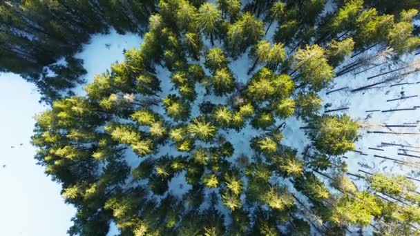 Cima Para Baixo Sobre Bosques Nevados Montanhas Tatra Cárpatos — Vídeo de Stock