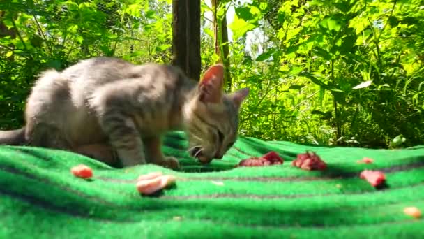 Katzenschlaf Ist Ein Haustier Katze Blickt Mit Grünen Augen Auf — Stockvideo