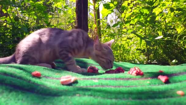 Katt Äter Mat Ett Husdjur Hemma Katt Ser Till Kamera — Stockvideo