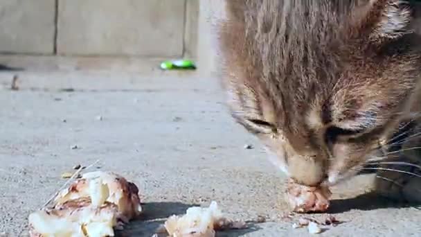Güzel Kedi Evde Evcil Bir Hayvandır Kedi Kameraya Yeşil Gözlerle — Stok video