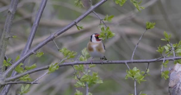 Saka Kuşu Bahar Küçük Kuş Yaprak Ağacının Yavaş Hareketi — Stok video