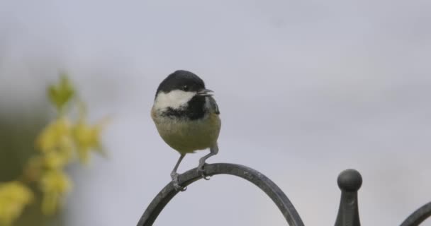 Coal Tit Small Song Bird Slow Motion — Stockvideo