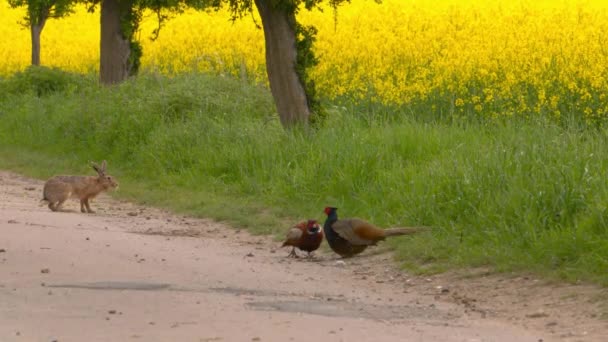 Agricultural Setting Hare Crossing Gravel Road Two Pheasants — Video Stock