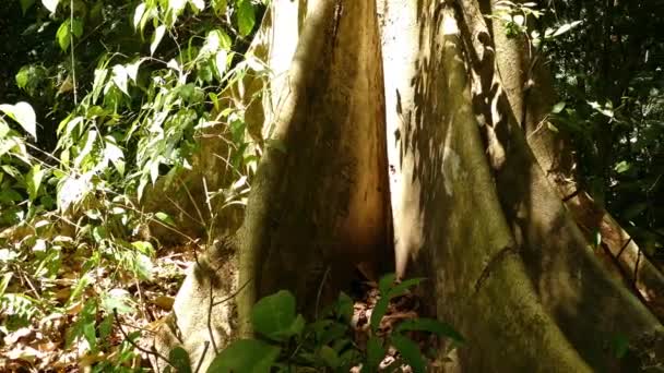 Raiz Árvore Gigante Com Luz Solar Meio Uma Floresta Tropical — Vídeo de Stock