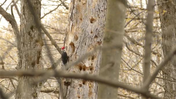 Pileated Woodpecker Moving Potholed Dry Trunk Canadian Woodlands — Stock video