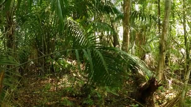 Palm Shaped Leaves Çalılık Tropikal Yağmur Ormanı Vahşi Orman Konsepti — Stok video