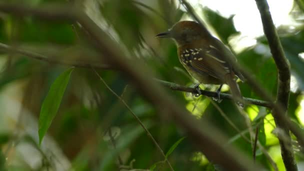 Pequeno Pássaro Senta Ramo Chirps Pássaro Floresta Verde Procura Comida — Vídeo de Stock