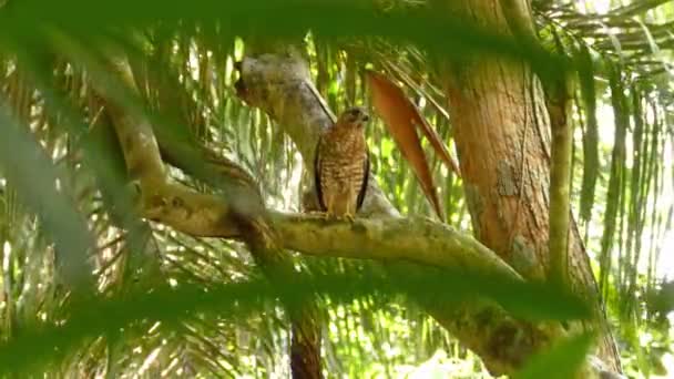 Halcón Alas Anchas Pie Bosque Tropical Hojas Silvestres — Vídeo de stock