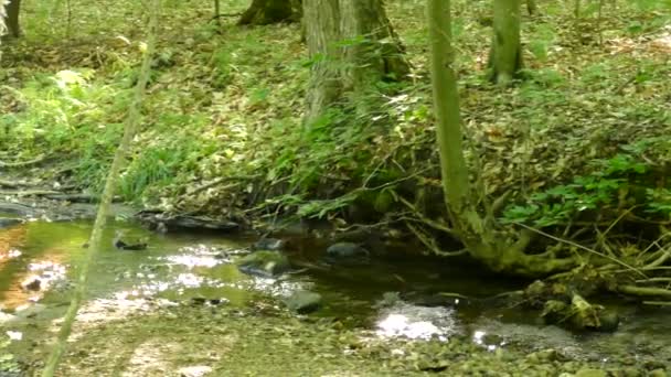 小川で泳いでいる川のミンクの中を走る野生のミンク — ストック動画