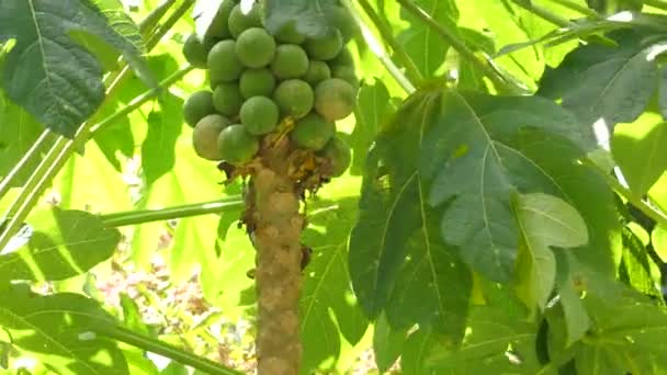 Papaya Tree Fruits Hanging Trunk — 图库视频影像