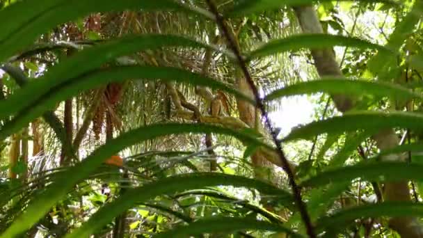 Árboles Tropicales Soplando Viento Todavía Cámara Grabada Sombra — Vídeo de stock