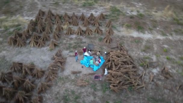 Grupa Meksykanów Pracująca Polu Nasion Sezamu — Wideo stockowe