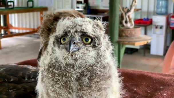 Κοντινό Πλάνο Του Νεαρού Αφρικανικού Spotted Eagle Owl — Αρχείο Βίντεο