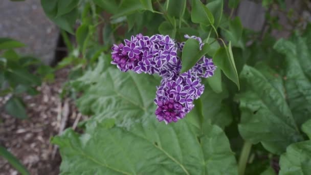 Beautiful Bicoloured Lilac Growing Community Garden — Wideo stockowe