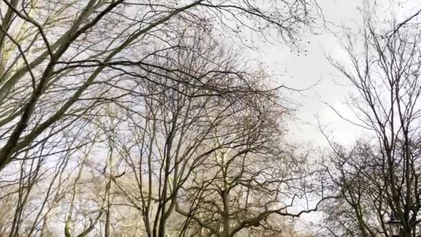Londra Nın Parkındaki Kırmızı Bir Telefon Kulübesinin Görüntüsünü Öne — Stok video