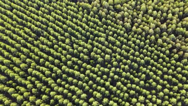 Survoler Une Forêt Eucalyptus Dans Après Midi Uruguay — Video