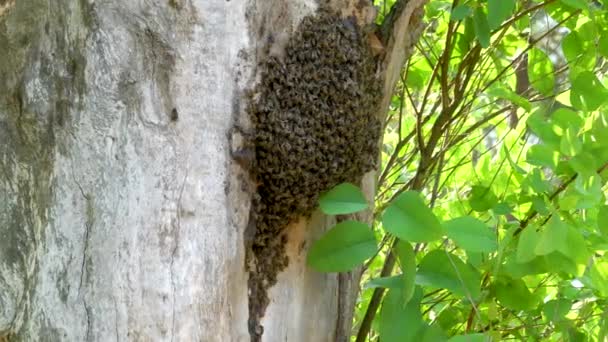 古いユーカリの木に住んでいる蜂でいっぱい野生の蜂の巣を閉じ 手を開催 — ストック動画