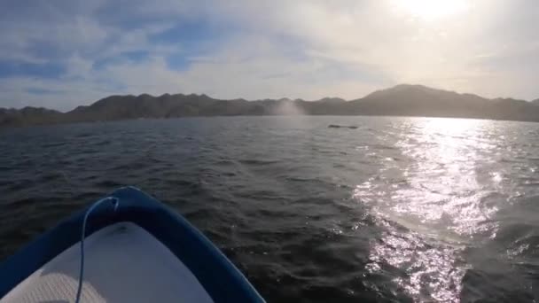 Una Ballena Gris Rocía Soplo Rompe Espalda Fuera Del Agua — Vídeos de Stock