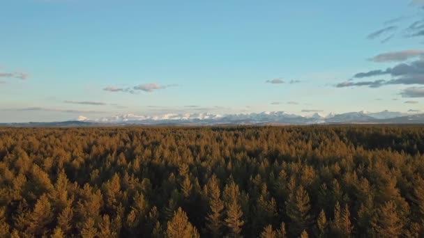 Aerial Lateralmente Sobre Floresta Coníferas Montanha Fundo Polónia — Vídeo de Stock