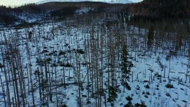 Zniszczenie Lasów Sosnowych Zboczu Gór Zimą Antena — Wideo stockowe