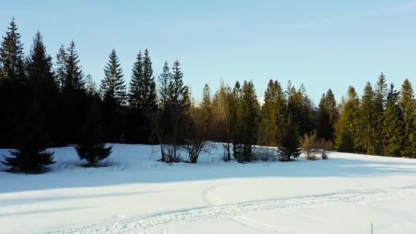 Luce Del Sole Dorata Splende Sulla Pineta Con Lontane Montagne — Video Stock