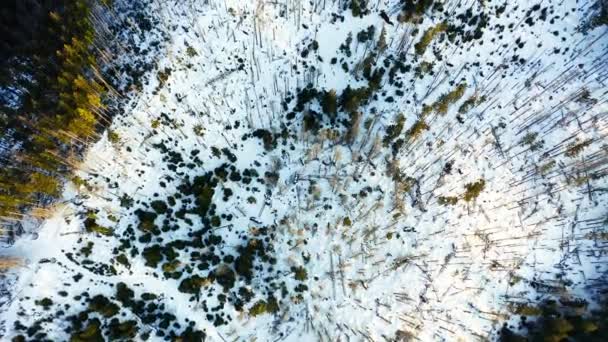 Winterzeit Der Tatra Mit Kiefernwald Und Schnee Antenne — Stockvideo