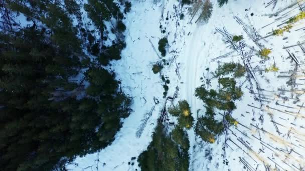 Sobre Arroyo Cubierto Nieve Valle Medio Del Bosque Pinos Aérea — Vídeos de Stock