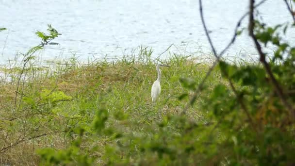 Garza Blanca Grande Pie Campo Verde Junto Lago Antes Despegar — Vídeo de stock