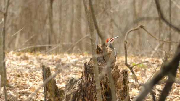 Pileated Datel Sitting Tree Trunk Taking Canada Wide Shot — Stock video