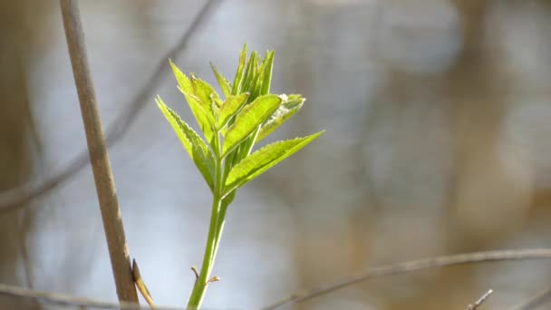 Grön Planta Droppande Vatten Bakgrund Med Bokeh Spring Rain Scene — Stockvideo