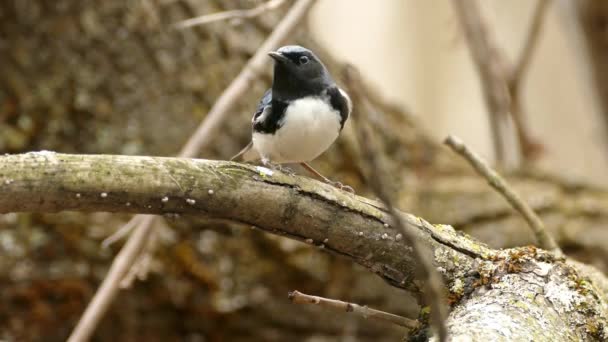 Pria Hitam Bertenggorokan Blue Warbler Berdiri Atas Bagasi Kemudian Terbang — Stok Video