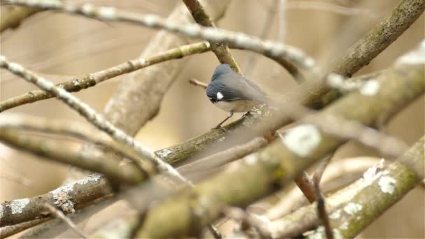 近くで木の枝に飛び乗る黒い喉の青いウォブラー鳥 — ストック動画