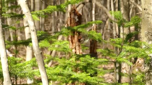 Spruce Branches Deciduous Tree Trunks Agroforestry Concept Tilt — Stock Video