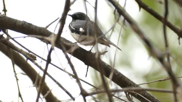 Malý Černý Ptáček Bílým Břichem Sedí Stále Stromě — Stock video