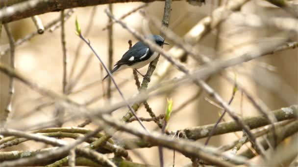 Migratorio Macho Negro Garganta Azul Pájaro Ruiseñor Saltando Sobre Ramas — Vídeo de stock
