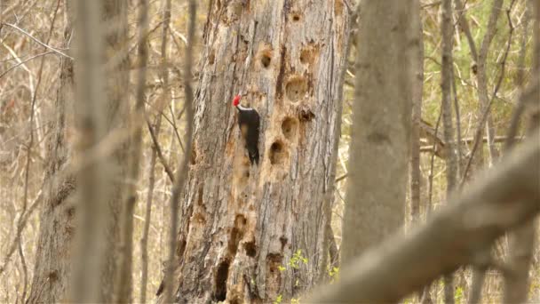 Κοκκινομάλλης Τρυποκάρυδος Σκαρφαλώνει Δέντρο — Αρχείο Βίντεο
