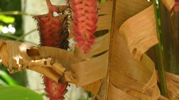 红热带植物平底锅拍摄 缓慢移动的树视频 — 图库视频影像
