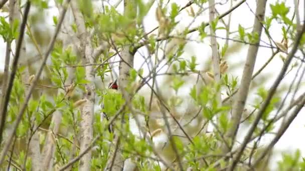 Closeup Shot Yellow Bellied Sapsucker Hammering Forest Tree Woodpecker Species — Vídeo de Stock